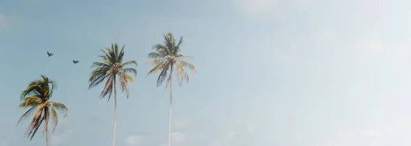 Minimum Tropik Hindistan Cevizi Palmiyesi Yazın Gökyüzü Arka Planında Metin — Stok fotoğraf