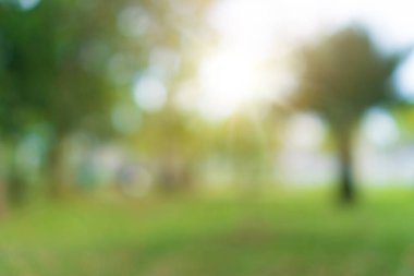 Bulanık doğa, kumsalda yeşil park ve gün batımında tropikal hindistan cevizi ağaçları..