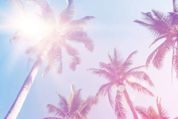 Тропические Пальмы Кокосовые Пальмы Закате Небо Вспышки Bokeh Природы Красочные — стоковое фото