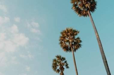 Günbatımında tropik palmiye hindistan cevizi ağaçları gökyüzü parlıyor ve bokeh doğa renkli fotokopi alanı yaz konsepti arka planı.