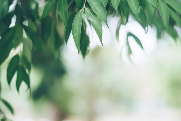 Verde Tonificado Natureza Borrada Bokeh Parque Público Com Várias Árvores — Fotografia de Stock