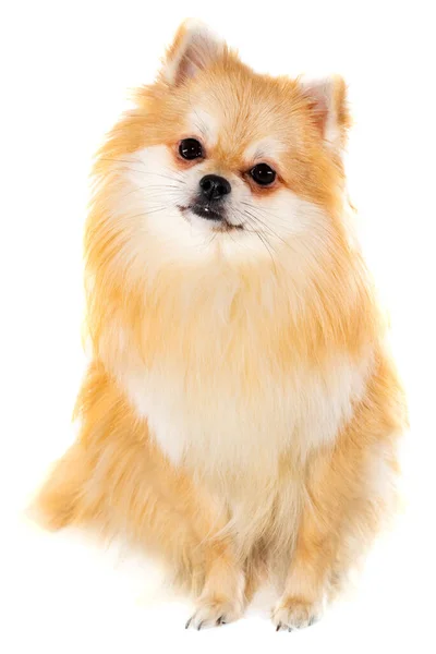 Pomeranian Bílém Pozadí Zblízka Pes Pomeranský Izolát — Stock fotografie