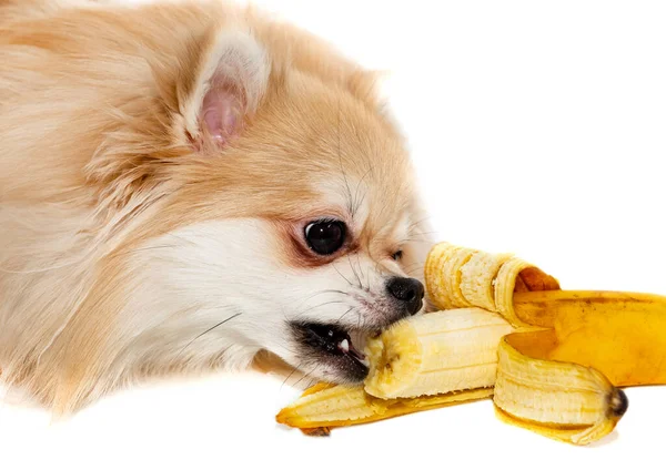Pomeranian bir muz yer. Beyaz arka planda meyve yiyen köpek. Pomeranya elitleri izole edilmiş. Yiyecek.