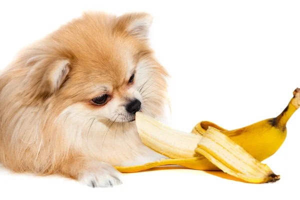 Pomeranian bir muz yer. Beyaz arka planda meyve yiyen köpek. Pomeranya elitleri izole edilmiş. Yiyecek.