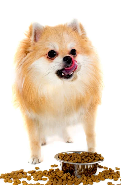 Cão Isolado Fundo Branco Pomeranian Comida Cão Pomeranian Come Comida — Fotografia de Stock