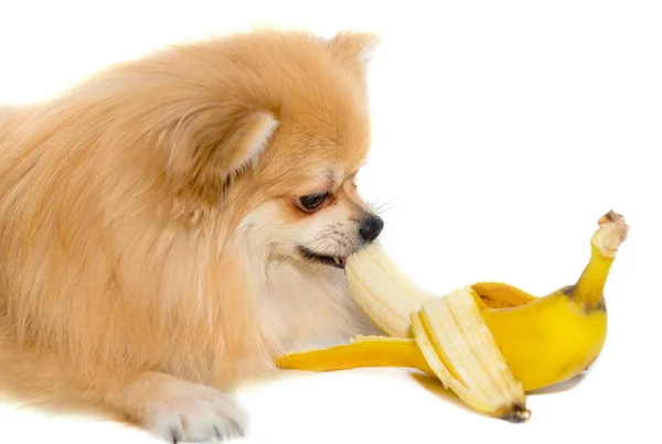 Pomeranian bir muz yer. Beyaz arka planda meyve yiyen köpek. Pomeranya elitleri izole edilmiş. Yiyecek.