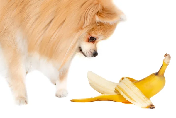 Pomeranian bir muz yer. Beyaz arka planda meyve yiyen köpek. Pomeranya elitleri izole edilmiş. Yiyecek.