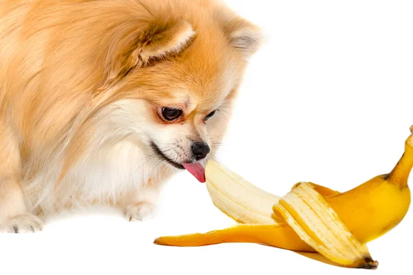Pomeranian bir muz yer. Beyaz arka planda meyve yiyen köpek. Pomeranya elitleri izole edilmiş. Yiyecek.