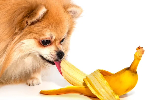 Pomeranian bir muz yer. Beyaz arka planda meyve yiyen köpek. Pomeranya elitleri izole edilmiş. Yiyecek.