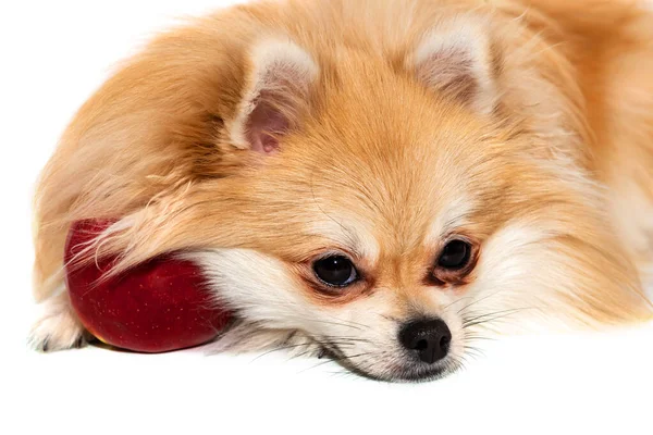 Pes Izolovaný Pomeranian Jablkem Bílém Pozadí Psí Žrádlo — Stock fotografie