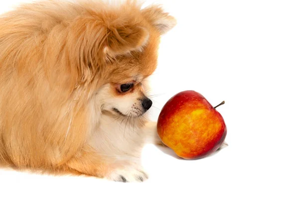 Perro Aísla Pomerania Con Una Manzana Sobre Fondo Blanco Comida — Foto de Stock