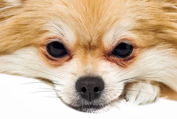 Pomeranský Pomerančský Detail Psí Obličej Bílém Pozadí Pes — Stock fotografie