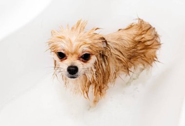 Pomeranian duş alır ve elini yüzünü yıkar. Spitz suyun basıncı altında itaatkar bir şekilde duruyor. Köpek yıkandı.
