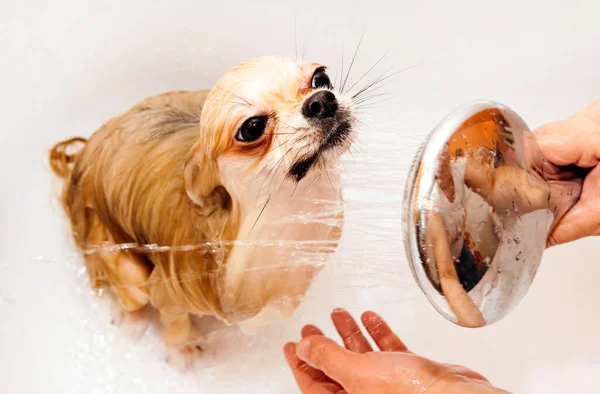 Pomeranian Duş Alır Elini Yüzünü Yıkar Spitz Suyun Basıncı Altında — Stok fotoğraf