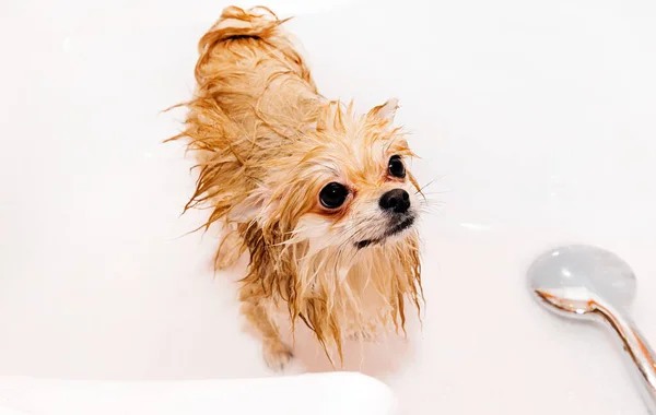 Pomeranian Duş Alır Elini Yüzünü Yıkar Spitz Suyun Basıncı Altında — Stok fotoğraf