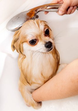 Pomeranian duş alır ve elini yüzünü yıkar. Spitz suyun basıncı altında itaatkar bir şekilde duruyor. Köpek yıkandı.