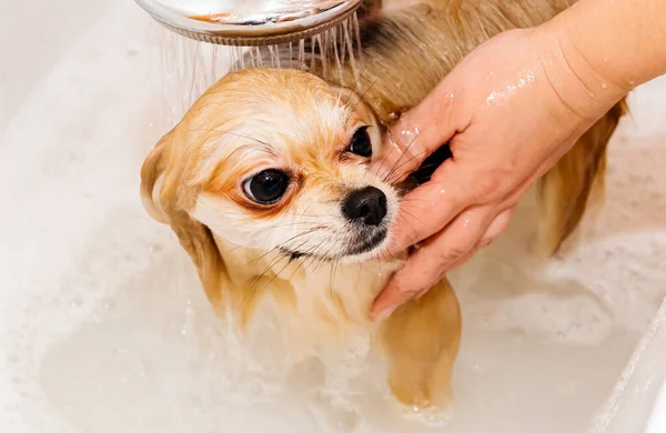 Pomeranian Duş Alır Elini Yüzünü Yıkar Spitz Suyun Basıncı Altında — Stok fotoğraf