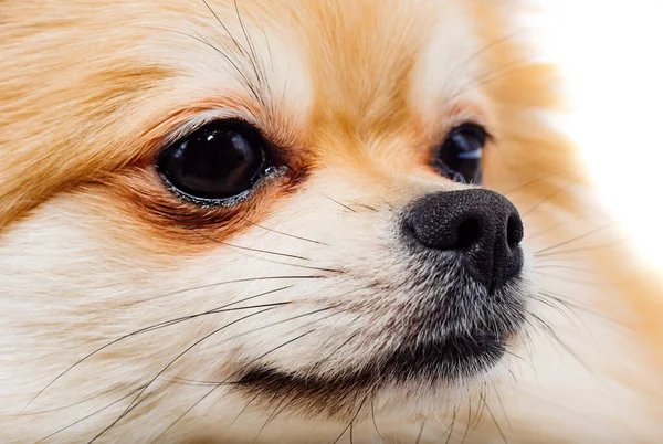 Собака Зблизька Портрет Померанського Шпіца Пес — стокове фото