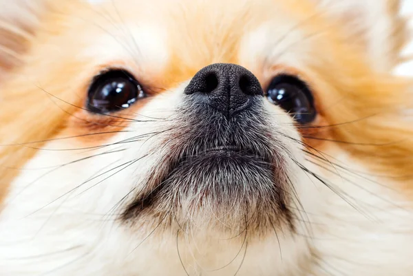 Psí Ksicht Zblízka Portrét Pomeranian Spitz Pes — Stock fotografie