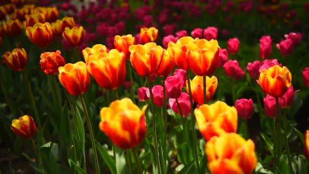 Flores Tulipas Flores Vento Tulipas Dia Ensolarado — Vídeo de Stock