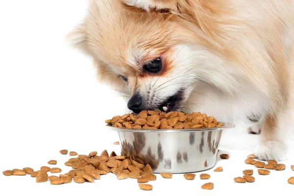 Perro Come Comida Para Perros Pomerania Sobre Fondo Blanco Comida Imágenes de stock libres de derechos