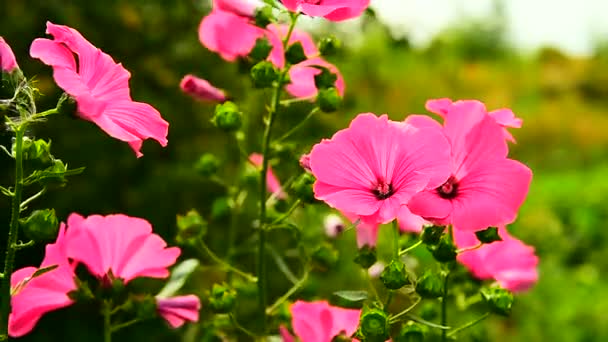 Flores Petunia Flores Viento Soleado Día Verano — Vídeos de Stock