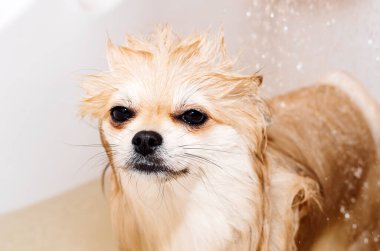 Pomeranian duş alır ve elini yüzünü yıkar. Spitz suyun basıncı altında itaatkar bir şekilde duruyor. Köpek yıkandı.