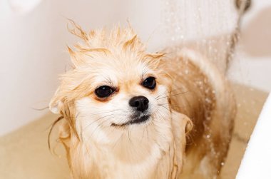 Köpek. Pomeranian duş alır ve elini yüzünü yıkar. Spitz suyun basıncı altında itaatkar bir şekilde duruyor. Köpek yıkandı.