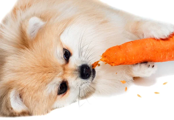 Hund Pommersche Spitz Isst Gemüse Zuckerbrot Hundefutter — Stockfoto