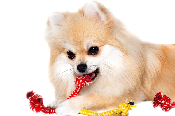 Pes Štěně Pomeranian Bílém Pozadí Provazem Izolovat Psa — Stock fotografie