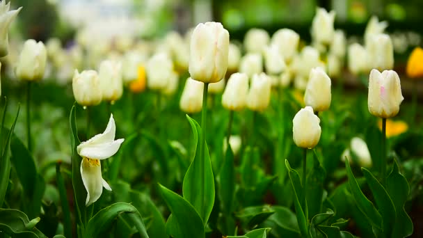 Kwiaty Deszczowy Dzień Białe Tulipany Pochmurne Deszczowe Dni Wietrze Kwiaciarnia — Wideo stockowe