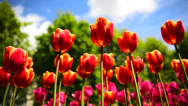 Kwiaty Tulipany Wietrze Słoneczną Letnią Pogodę Tulipany Kwitnący Park — Wideo stockowe