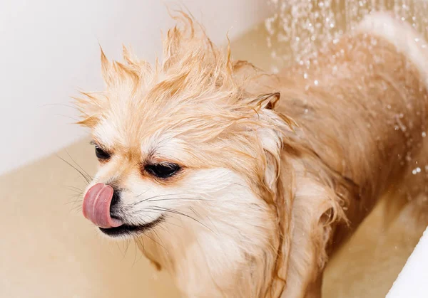 Hund Pommeranian Duscht Und Wäscht Sich Die Spitze Steht Devot — Stockfoto
