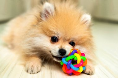 Köpek. Bir Pomeranian oyuncakla oynar. Yavru köpek. Evcil hayvan. Toplu köpek.