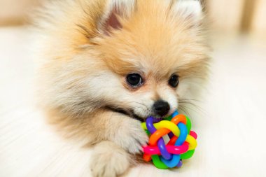 Köpek. Bir Pomeranian oyuncakla oynar. Yavru köpek. Evcil hayvan. Toplu köpek.