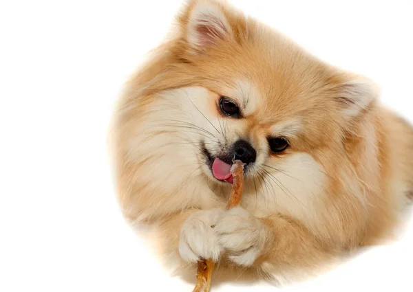 Cão Mastiga Osso Pomeranian Come Osso Cão Cãozinho Pomerânia — Fotografia de Stock