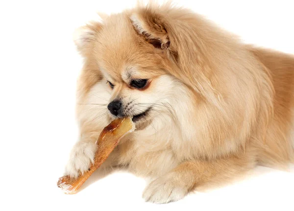 Σκύλος Μασάει Ένα Κόκκαλο Πομεράνιαν Τρώει Κόκκαλο Σκύλου Pomeranian Κουτάβι — Φωτογραφία Αρχείου
