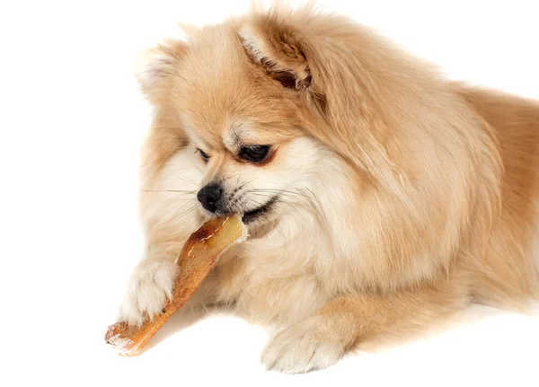 Köpek bir kemik çiğniyor. Pomeranian bir köpek kemiği yer. Pomeranya köpeği.