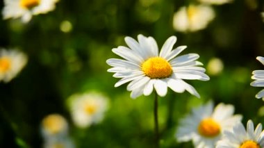 Papatyalar. Tarlada papatyalar ya da güneşli bir yaz gününde parklar. Flora. Çiçekler.