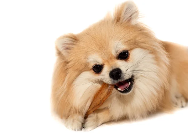 Spitz Pomerânia Cão Com Osso Comida Cão Animal Estimação — Fotografia de Stock