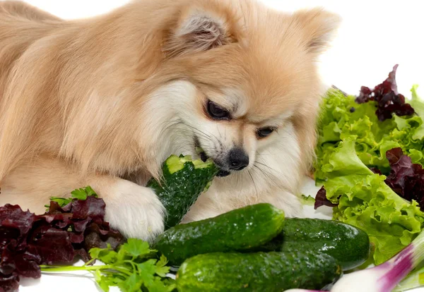 The dog eats vegetables, cucumbers, salad, onions. Pomeranian. Healthy food for dogs and pets. Animal feed