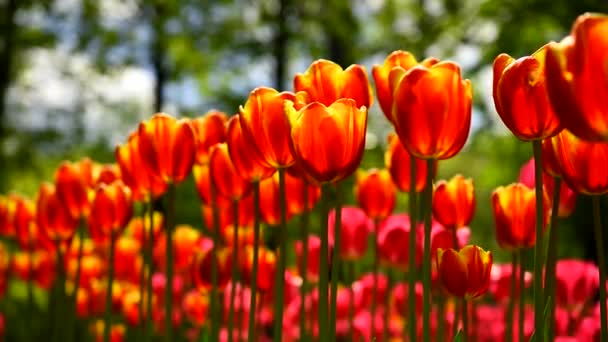 Kwiaty Tulipany Wietrze Słoneczną Letnią Pogodę Tulipany Kwitnący Park — Wideo stockowe
