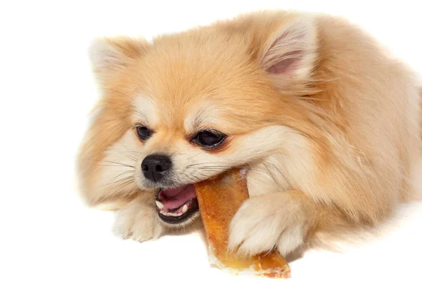 Spitz Pomerânia Cão Com Osso Comida Cão Animal Estimação — Fotografia de Stock