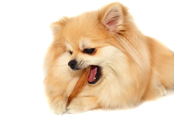 Pomeranian Spitz Perro Con Hueso Comida Para Perros Una Mascota — Foto de Stock