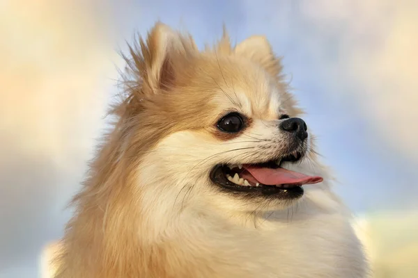 Pomeranian Dog Close Van Een Vrolijk Huisdier Tegen Lucht — Stockfoto