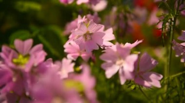 Mallow. Çiçekler. Pembe Mallow çiçekleri Parktaki rüzgarda güneşli bir yaz gününde