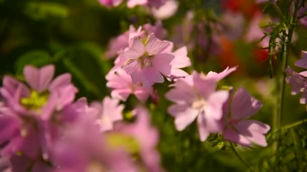 Malven Blumen Rosa Malvenblüten Wind Park Einem Sonnigen Sommertag — Stockvideo