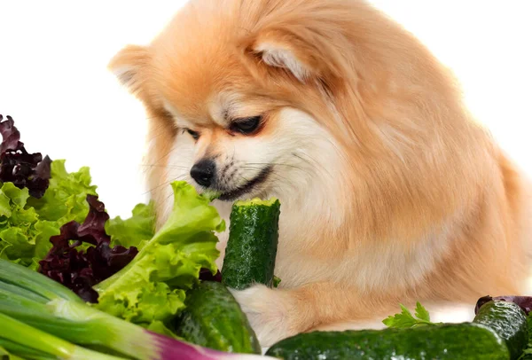 Köpek sebze yer. Pomeranian. Köpekler ve hayvanlar için sağlıklı yiyecekler.