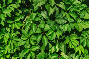 Yeşil yaprakların arkaplanı. Vahşi üzümler. Flora. Yapraklar