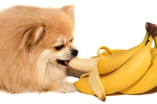 Pomeranian. Köpek meyve ve muz yer. Evcil hayvanlar için sağlıklı ve sağlıklı yiyecekler
